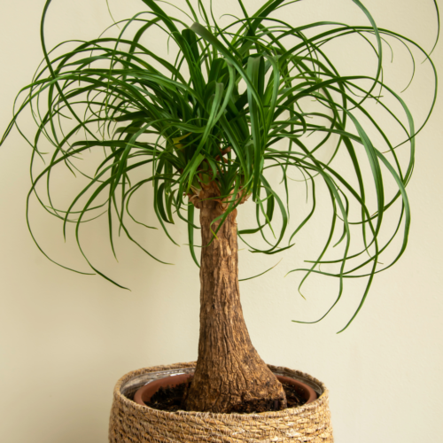 Ponytail palm in a pot surrounded by a woven basket
