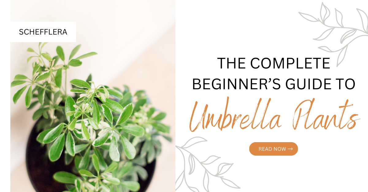 Title: The Complete Beginner's Guide to Umbrella Plants (Schefflera) - Read Now with decorative image of a variegated schefflera