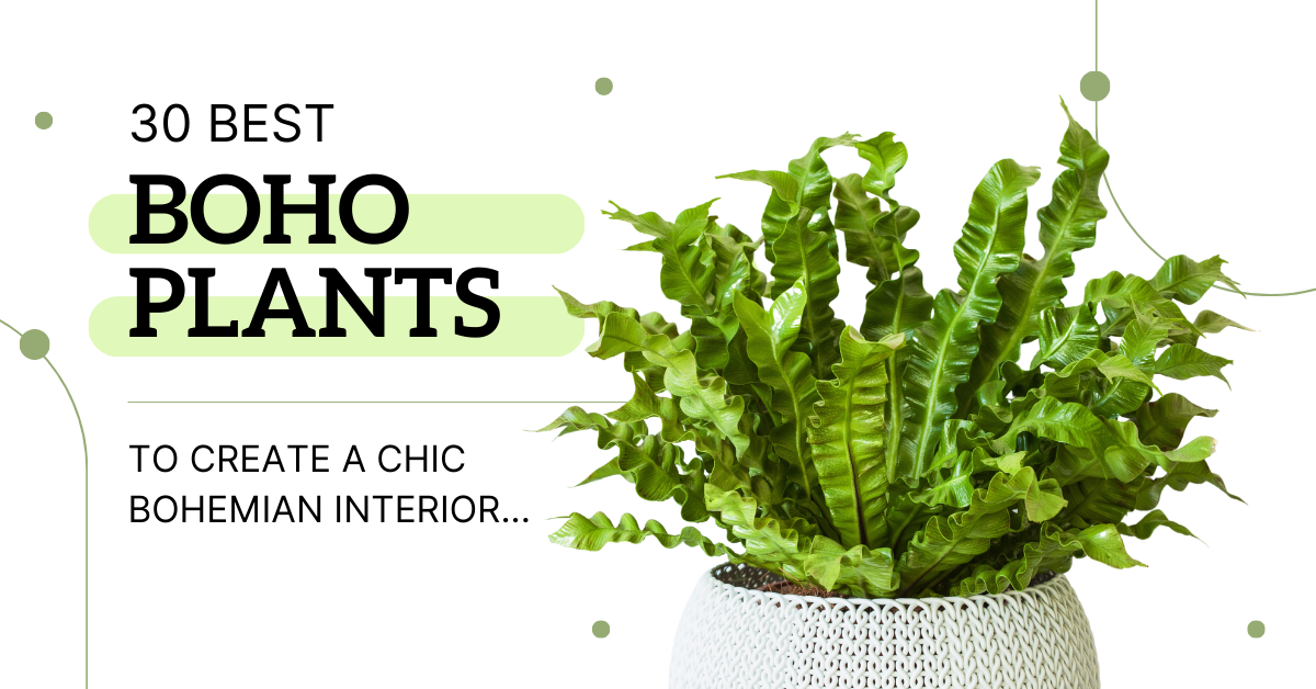 Title 30 Best Boho Plants to create a chic bohemian interior with decorative lines, spots, and a birds nest fern plant