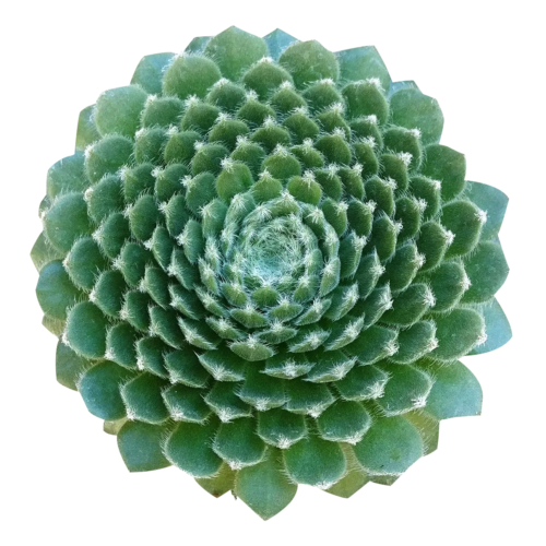 An overhead picture of a hand holding a pot of Aeonium Dinner Plate