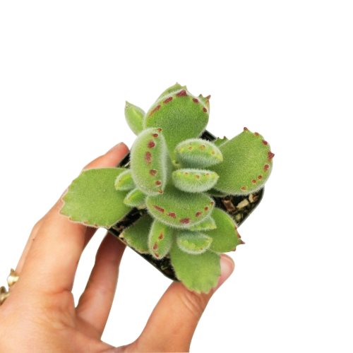 A picture of a hand holding a pot of Cotyledon Tomentosa bear paw