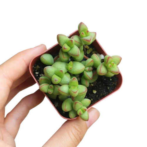 A picture of a hand holding a pot of crassula brevifolia