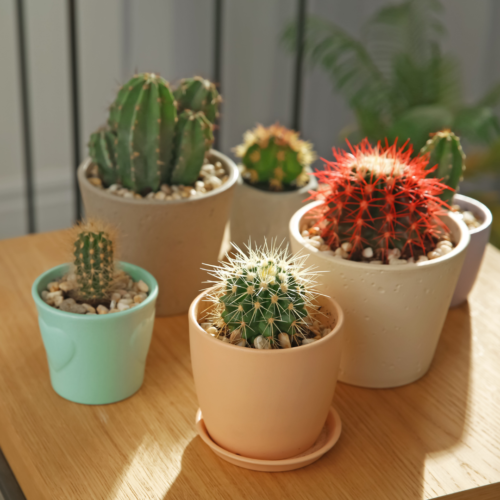 6 cacti of various shapes and colors in differing pastel pots