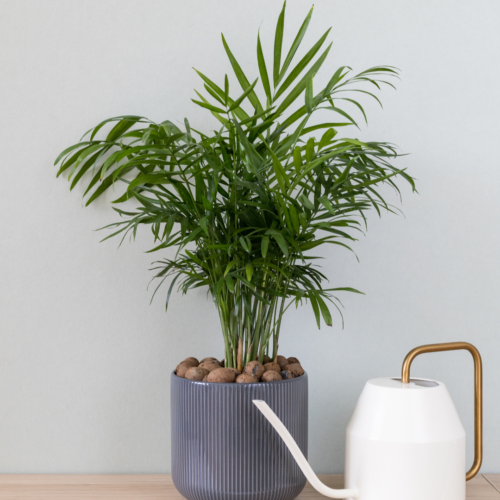 Parlor Palm growing in a pot with rocks an a watering can placed next to it