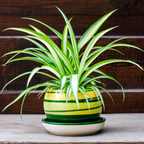 Spider plant in a decorative yellow and green pot 