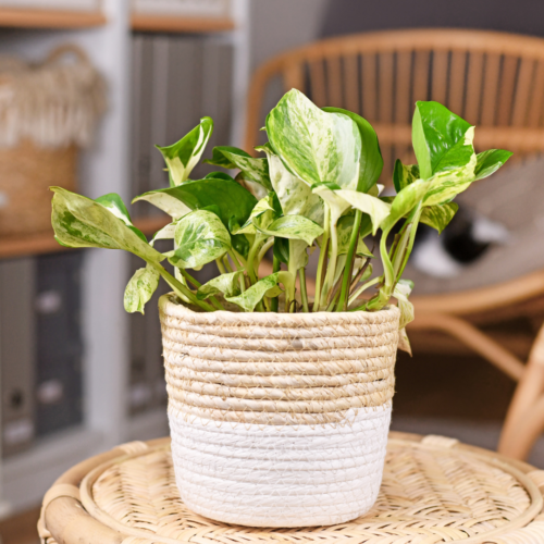 Manjula Pothos in a woven basket on a wicker table with a matching chair 