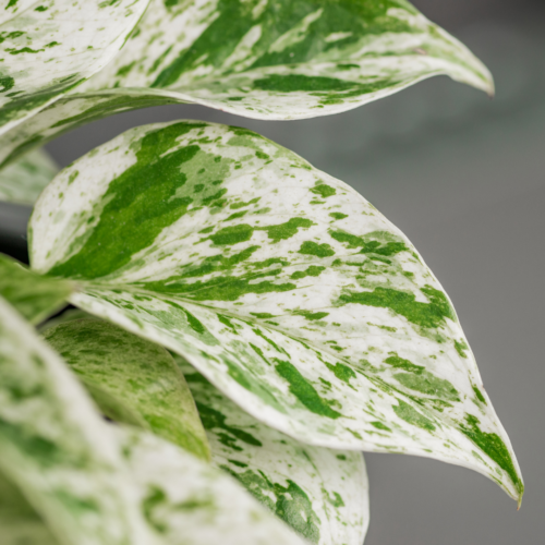 A close up picturer of a Marble Queen Pothos and it's leaf coloring of green and cream