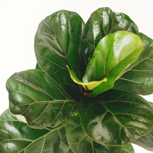 A close up of a Fiddle Leaf Fig