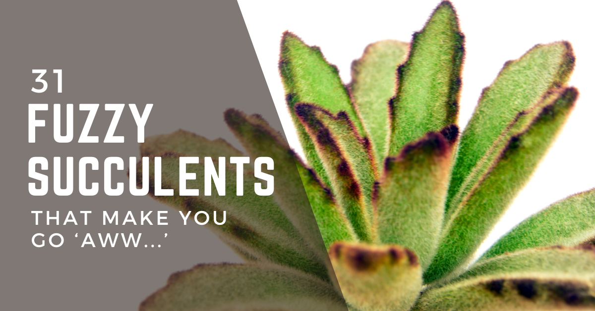 31 Fuzzy Succulent Plants that make you go “Awww!”