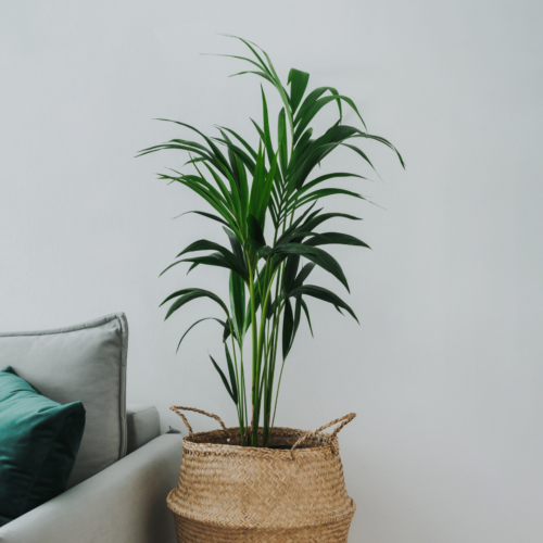 Kentia Palm growing in a wicker basket next to a modern couch