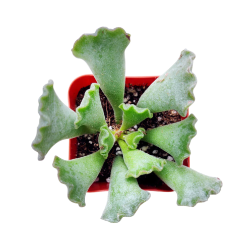 An overhead picture of an adromischus cristatus key lime pie plant in a red pot
