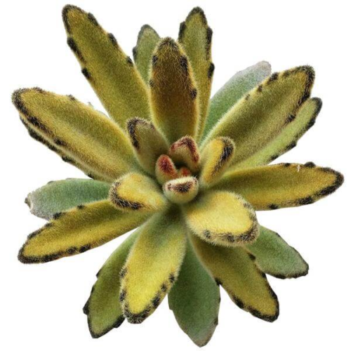 An overhead shot of a kalanchoe tomentosa chocolate spider