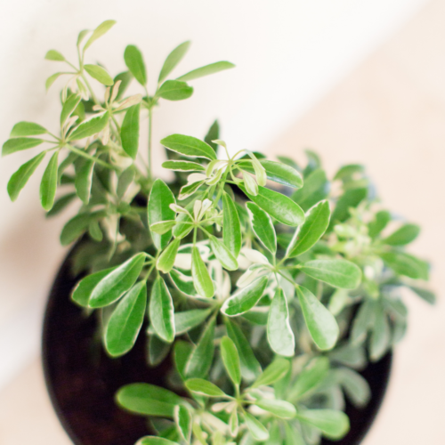 An overhead shot of an umbrella plant 