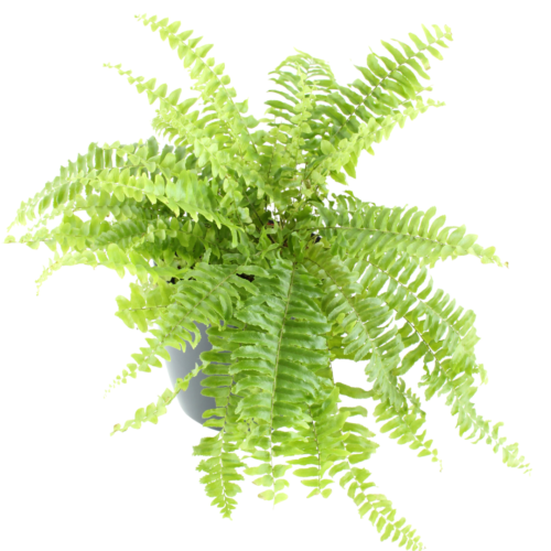 An example picture of generic boston fern