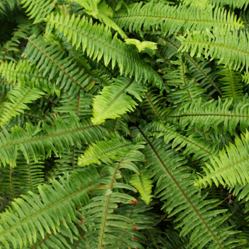 Kimberly Queen Fern picture close up of the leaf stems and paterns