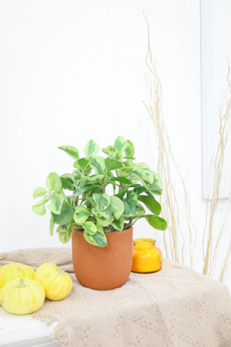A staged Baby Rubber Plant in a pot next to miniature pumpkins on a woven cloth