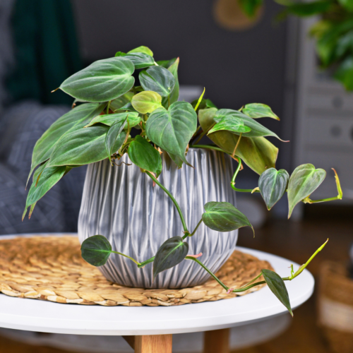 A Velvet Leaf Philodendron in a textured pot on a wicker table