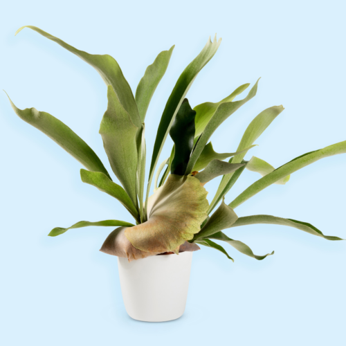 A generic picture of a staghorn fern in a white pot with a blue backdrop