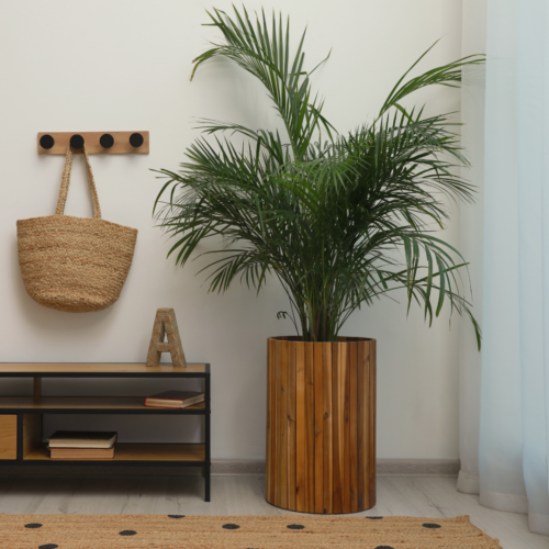 Majesty palm growing in a wooden pot next to a bench and a hanging wicker purse