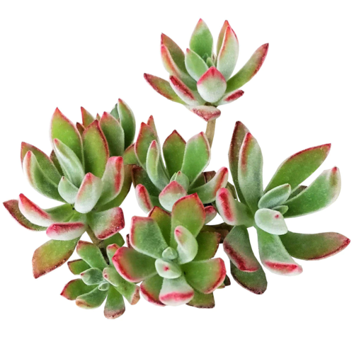 a generic photo of echeveria harmsii with shades of red and green