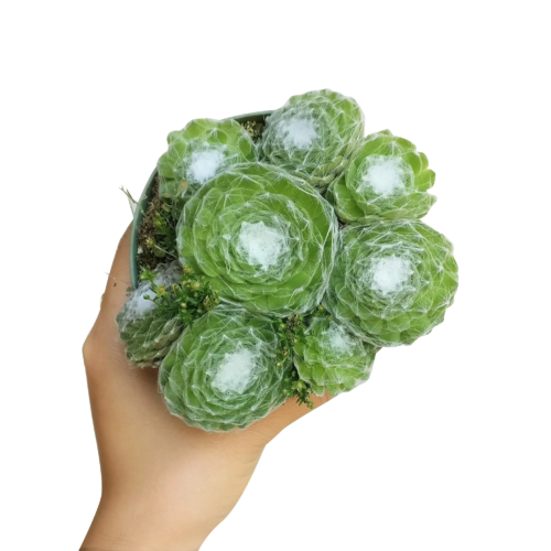 An overhead picture of a hand holding a pot of sempervivum cobweb hens and chicks
