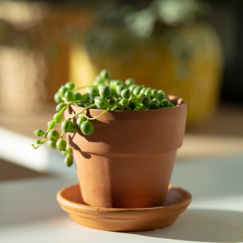 A sunlit picture of String of Pearls in a pot