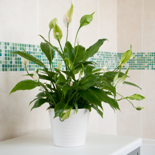 A Peace Lily in a white pot against tile wall