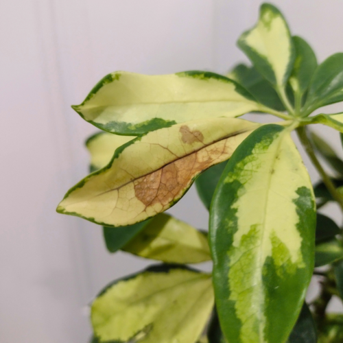 A picture of a wilting umbrella plant with a mixture of yellowing and some browning on the leaves