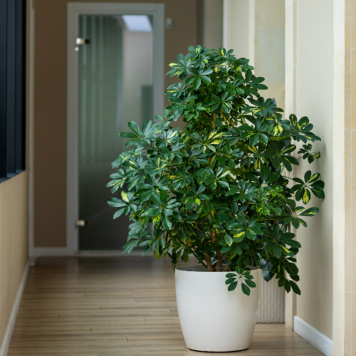 An umbrella plant in a hallway in a white pot