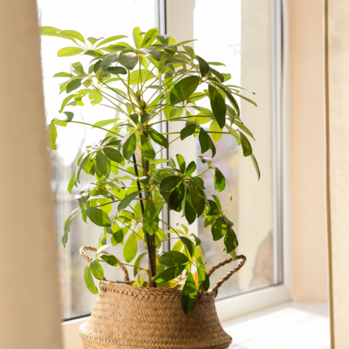 A picture of an umbrella plant in a woven basket on a window seal