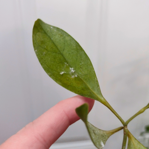 An umbrella plant leaf being examined because it has signs of in pest 