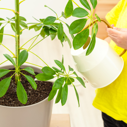 An umbrella plant in a gray pot being watered with a white watering can