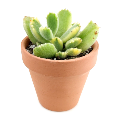 A photo of a kalanchoe tomentosa verigated bear claw in a brown pot