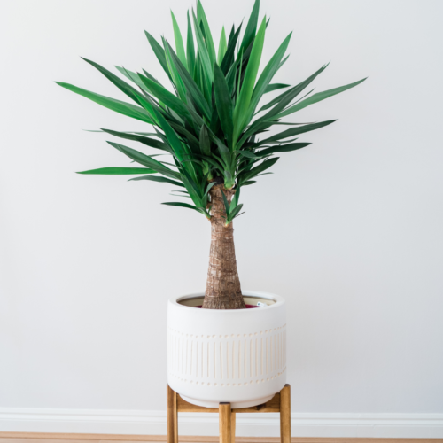 Yucca plant in a white pot staged against a white wall