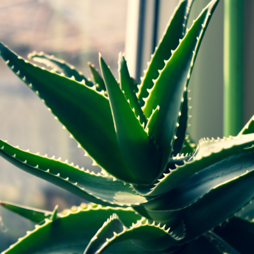 A close up shot of an Aloe Vera plant with sunlit spots