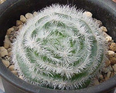 An overhead picture of crassula barbata  surrounded by rocks in a black pot