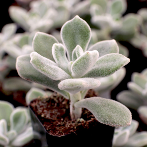 A close up shot of a crested echeveria frosty in a black pot