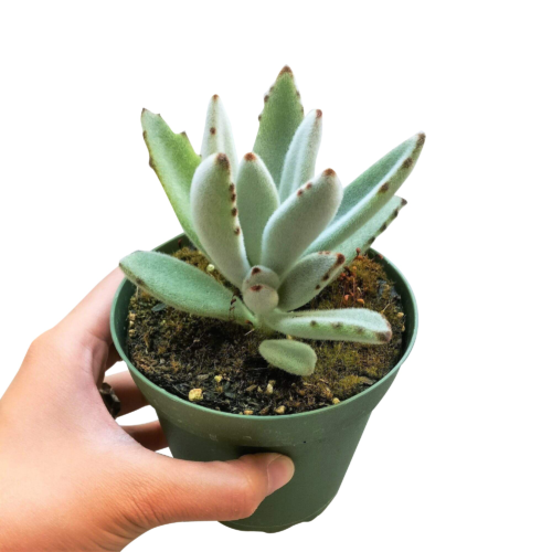 A picture of a hand holding a pot of Kalanchoe Tomentosa
