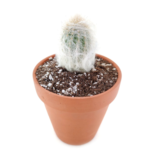 A generic picture of a cephalocereus senilis old man cactus in soil in a brown pot