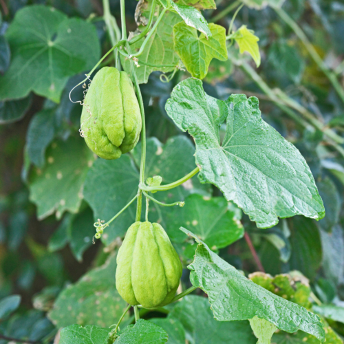 close up of a chayote vine with two green chayote fruit hanging down
