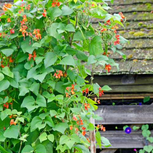 a bean vine with orange-red flowers climbing up the side of an old outbuilding