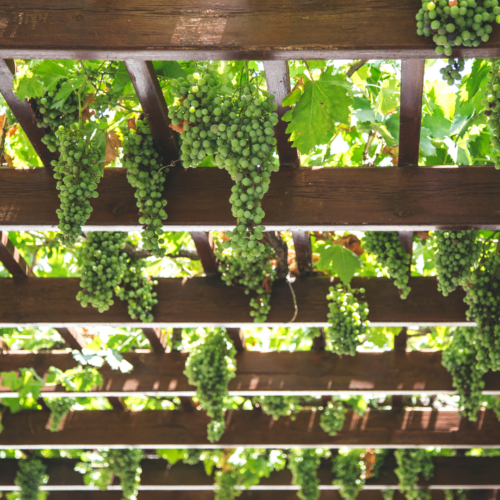 grape vine covering wooden trellis with bunches of grapes cascading down