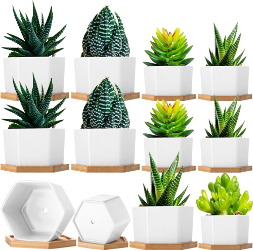 a set of twelve small hexagonal white glazed pots with bamboo saucers and ten have various succulents inside