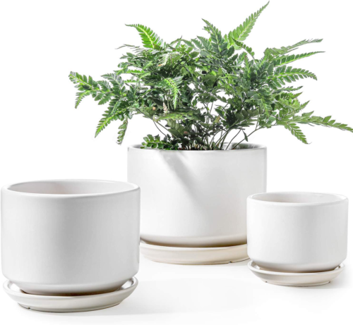 set of three white glazed ceramic pot with attached saucer, one with a small fern inside