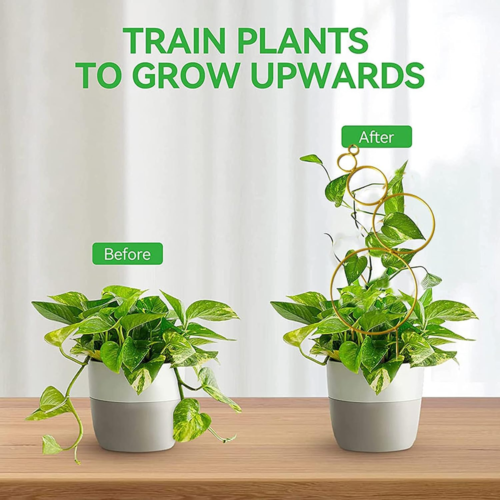 Two pots of a before and after plant using a plant trellis that states train plants to grow upwards 