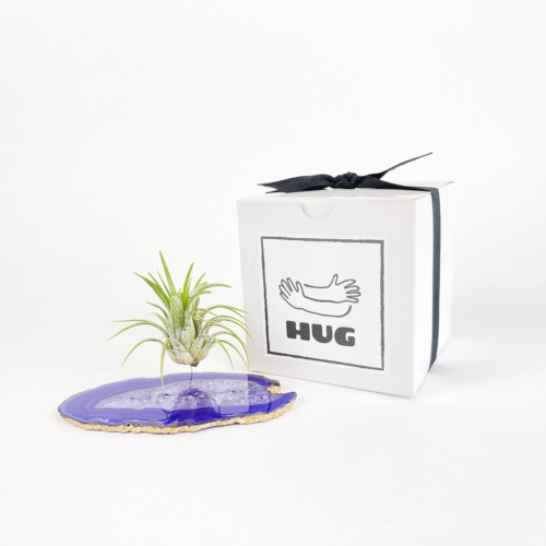 an air plant suspended over a purple agate with a box that says "hug"