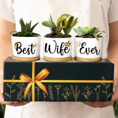 a person holding a box with three houseplant pots on top, the pots reading best, wife, and ever
