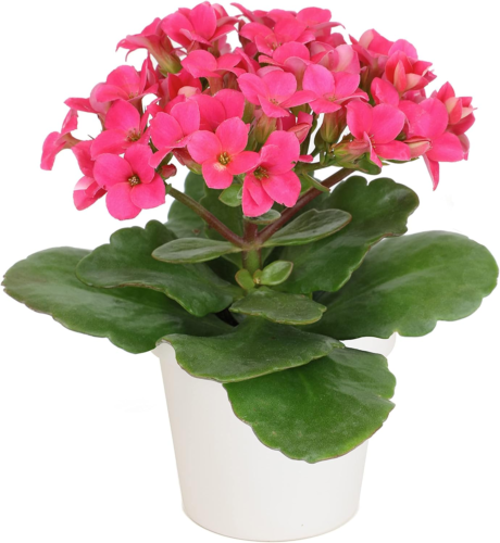 a kalanchoe with pink blooms