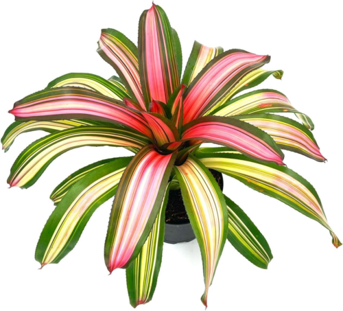 a pink and cream striped bromeliad in a nursery pot