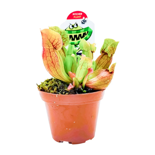a pitcher plant in a nursery pot